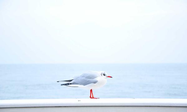 双色球玩法